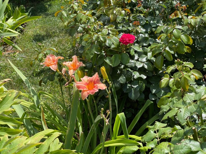  - 0009 Hemerocalisi 2023 - 2024 -2025