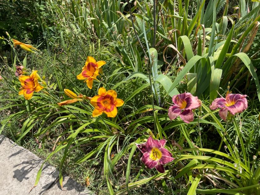  - 0009 Hemerocalisi 2023 - 2024 -2025