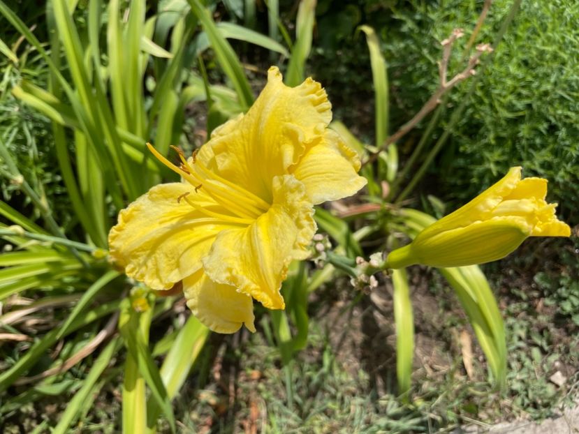  - 0009 Hemerocalisi 2023 - 2024 -2025