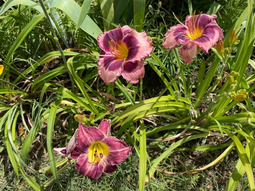  - 0009 Hemerocalisi 2023 - 2024 -2025