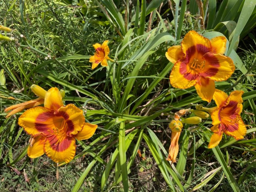  - 0009 Hemerocalisi 2023 - 2024 -2025