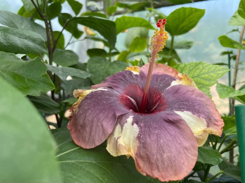  - Luv -Posog- Memories