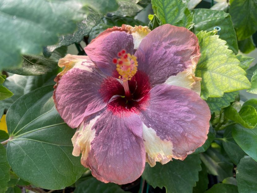  - Luv -Posog- Memories