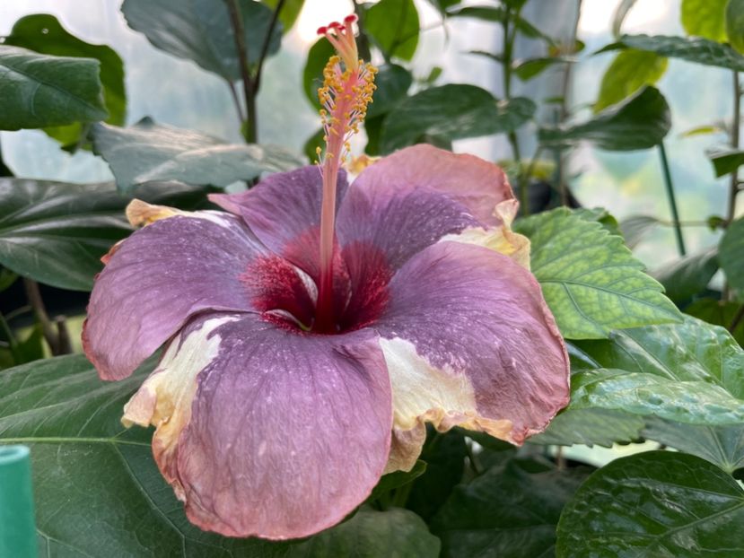  - Luv -Posog- Memories