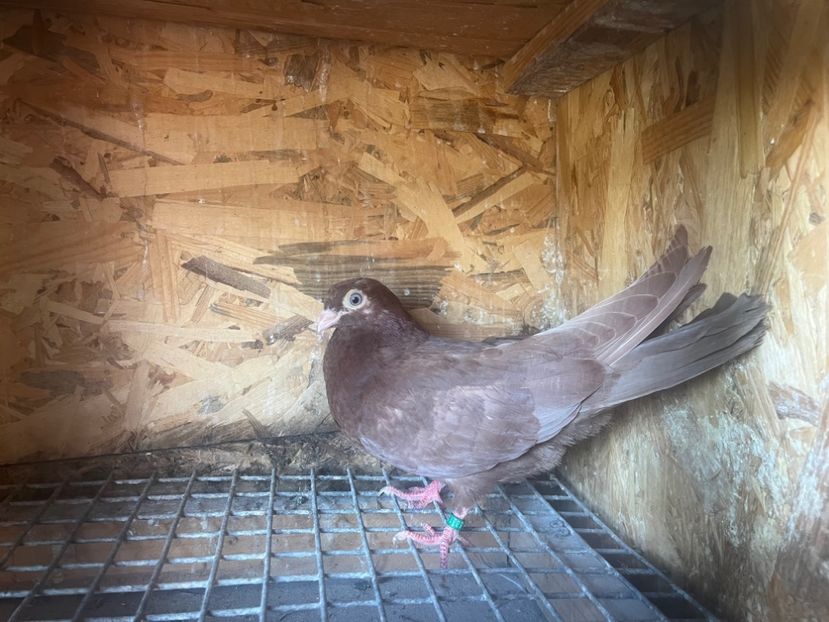 18831/13 - 8-lot zbor 2025