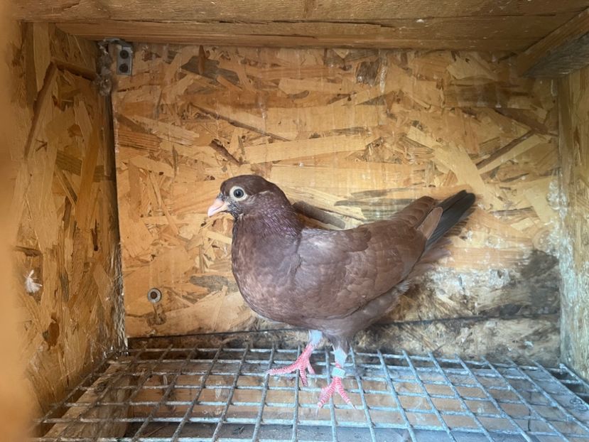 17248/21 - 8-lot zbor 2025