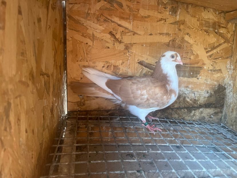 2129/25 - 8-lot zbor 2025