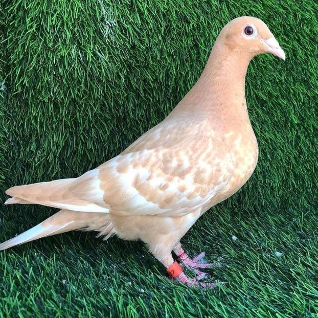  - Nu îmi aparțin 9