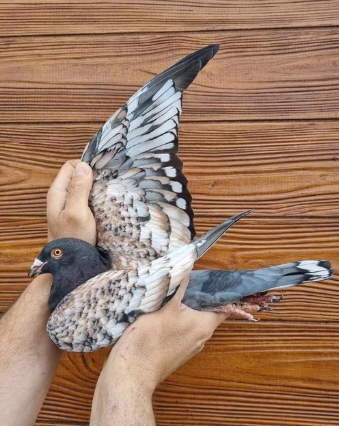  - Nu îmi aparțin 9