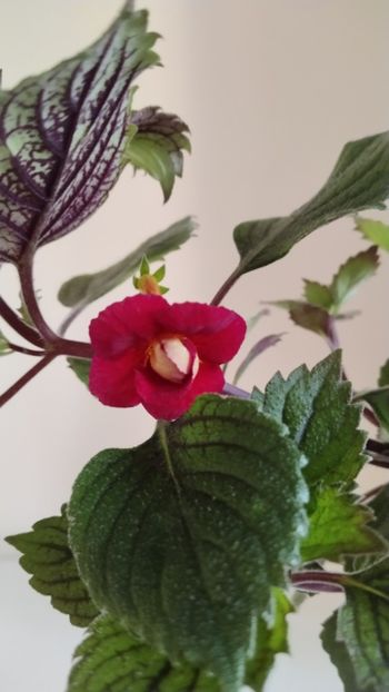  - 2025-RF s DOUBLE RED ROSE