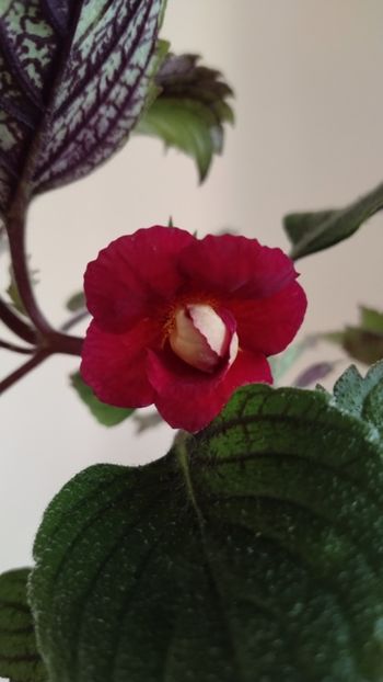  - 2025-RF s DOUBLE RED ROSE