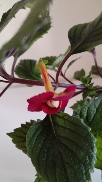  - 2025-RF s DOUBLE RED ROSE