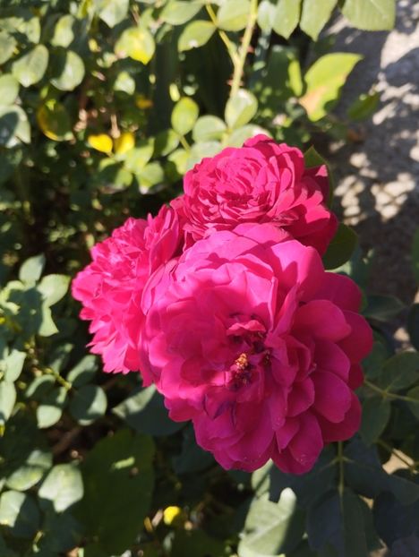  - Trandafiri 2025 ll