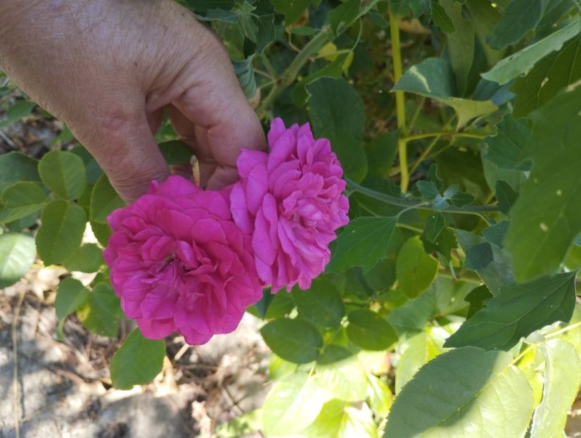  - Trandafiri 2025 ll