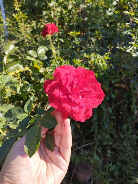  - Trandafiri 2025 ll