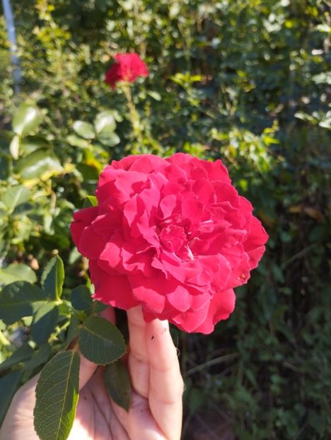  - Trandafiri 2025 ll