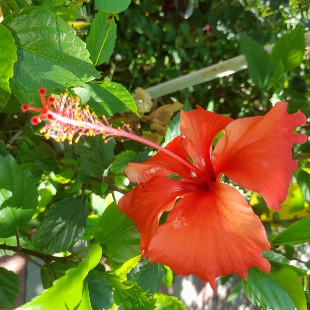 20.07.2025 - HIBISCUSI 2025-3