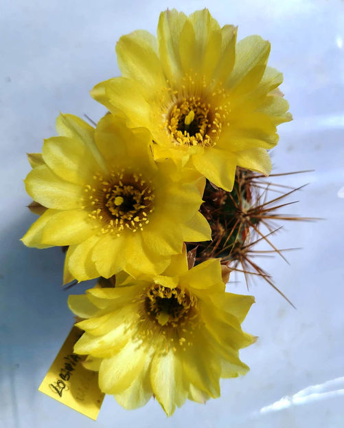 Lobivia krahn-juckeri - Lobivia krahn-juckeri