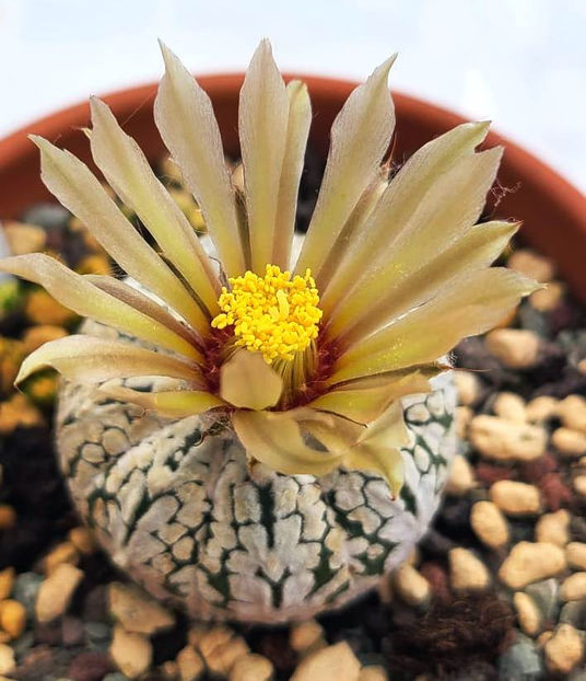 Astrophytum asterias V-type 2 - Astrophytum asterias V-type