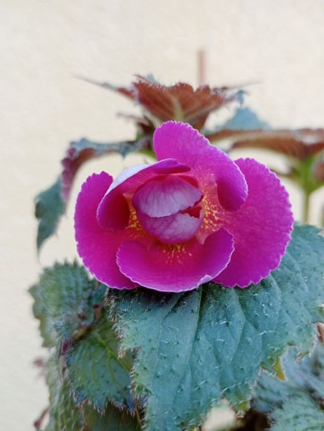  - Aurika s Raspberry Yolk