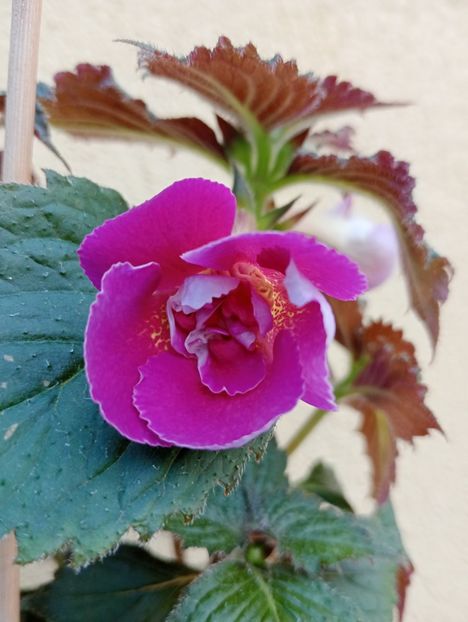 Aurika s Raspberry Yolk - - - - 2025