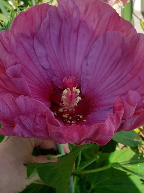  - HIBISCUS MOSCHETUOS