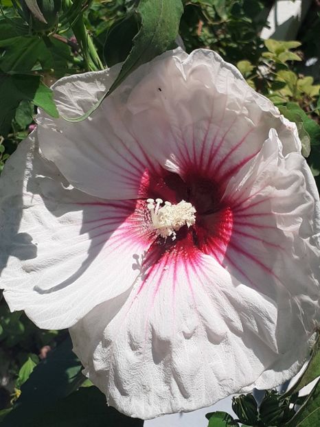  - HIBISCUS MOSCHETUOS