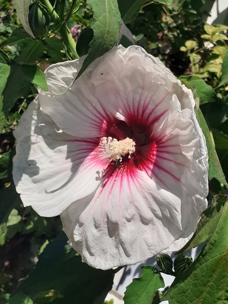  - HIBISCUS MOSCHETUOS