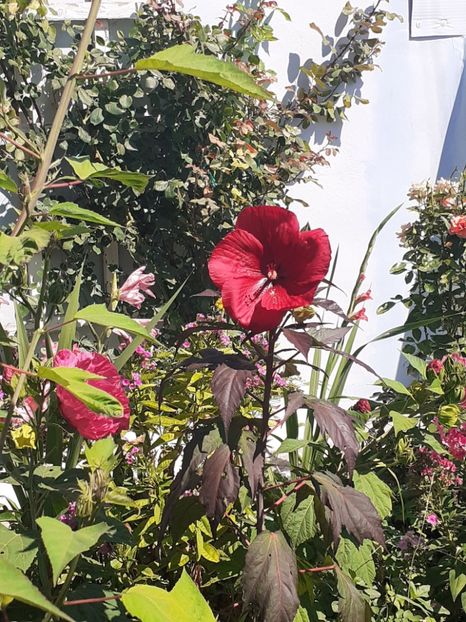  - HIBISCUS MOSCHETUOS