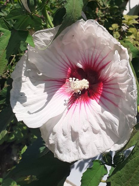  - HIBISCUS MOSCHETUOS