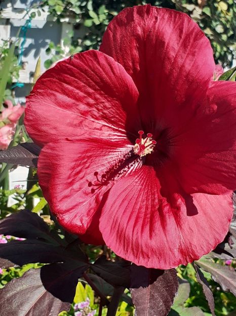  - HIBISCUS MOSCHETUOS