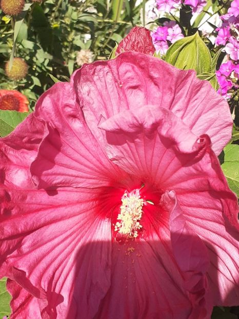  - HIBISCUS MOSCHETUOS