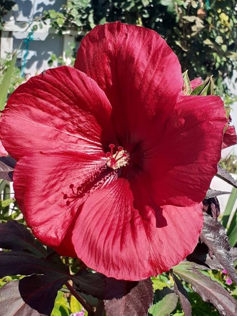  - HIBISCUS MOSCHETUOS