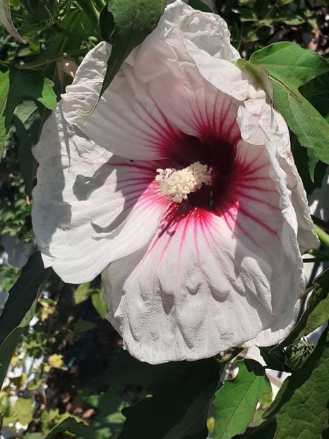  - HIBISCUS MOSCHETUOS