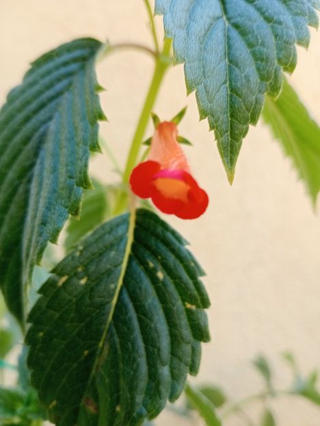 Heterophylla - - - - 2025