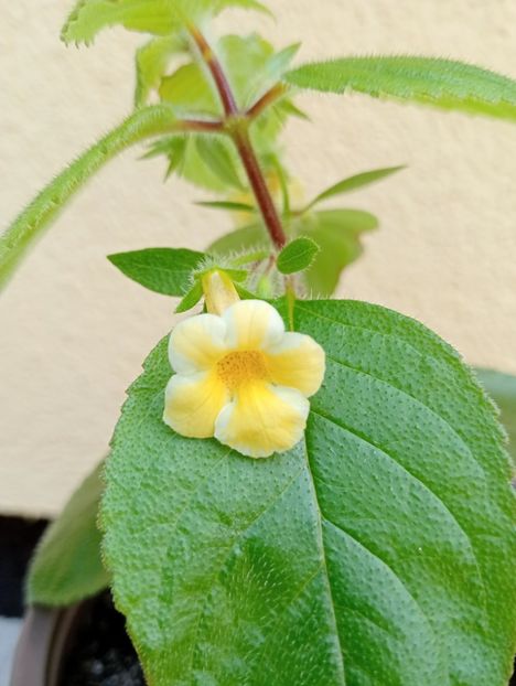  - AnYa s Olga Pidpala