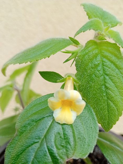  - AnYa s Olga Pidpala