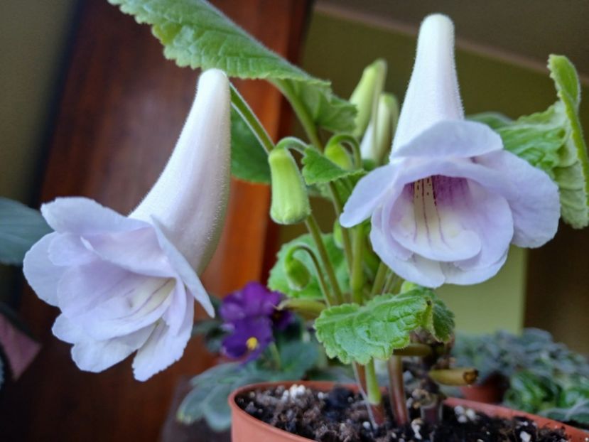  - Siningia Playful Porpoise