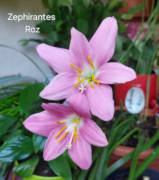  - 2025 - Zephirantes
