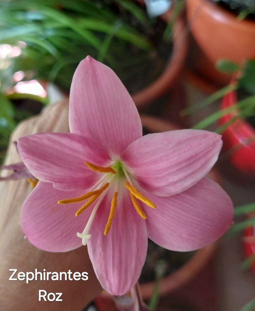  - 2025 - Zephirantes