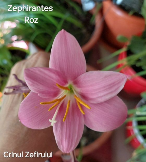  - 2025 - Zephirantes