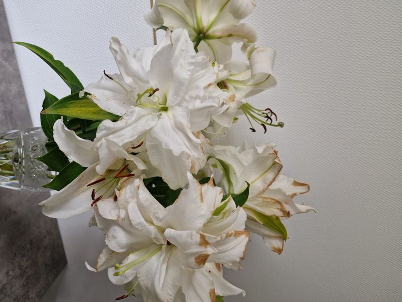  - A doua grădină 3