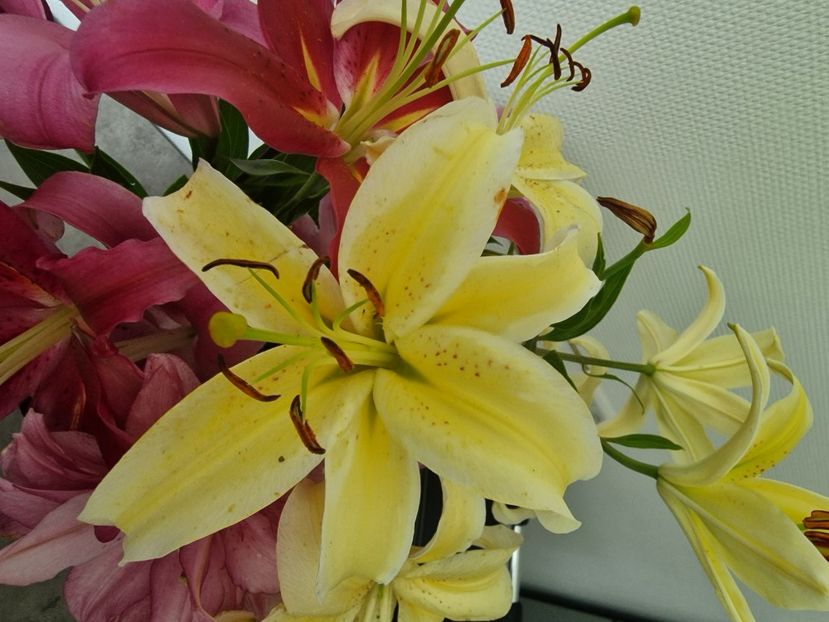  - A doua grădină 3