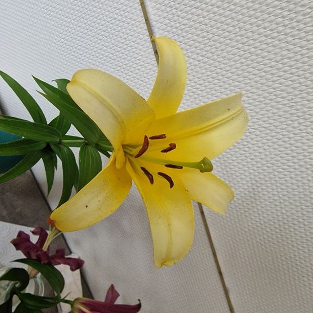  - A doua grădină 3