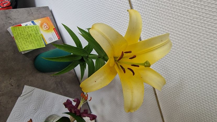  - A doua grădină 3