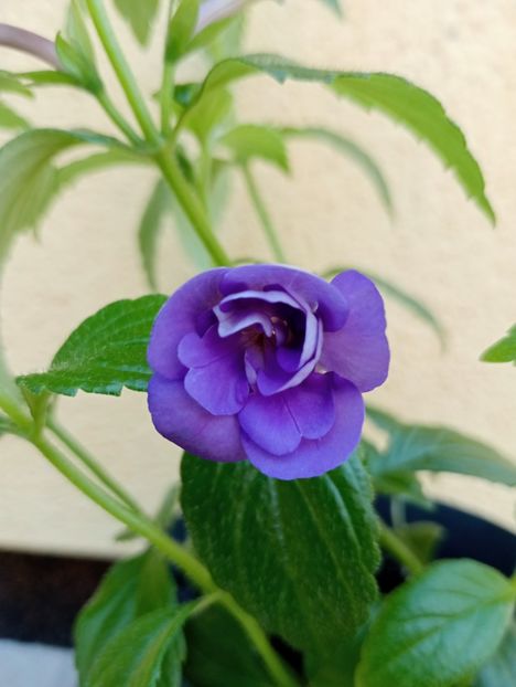 2025 - Double Blue Rose