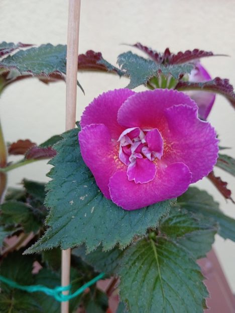  - Aurika s Raspberry Yolk