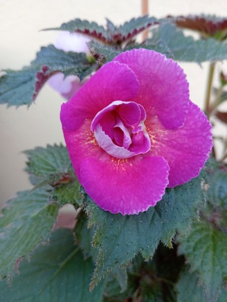  - Aurika s Raspberry Yolk