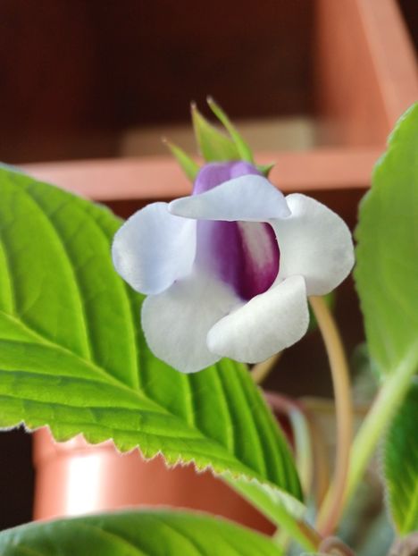  - Sinningia Carangola