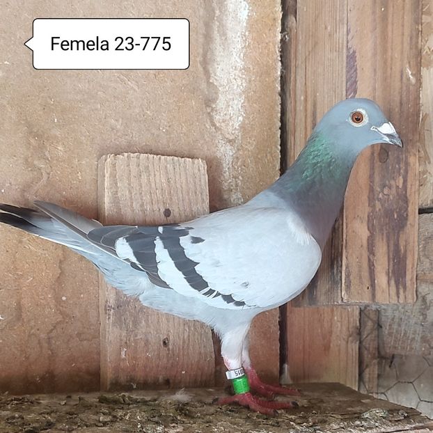 Femela 23-775 - Porumbei vanduti